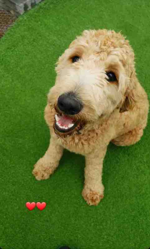 Odie