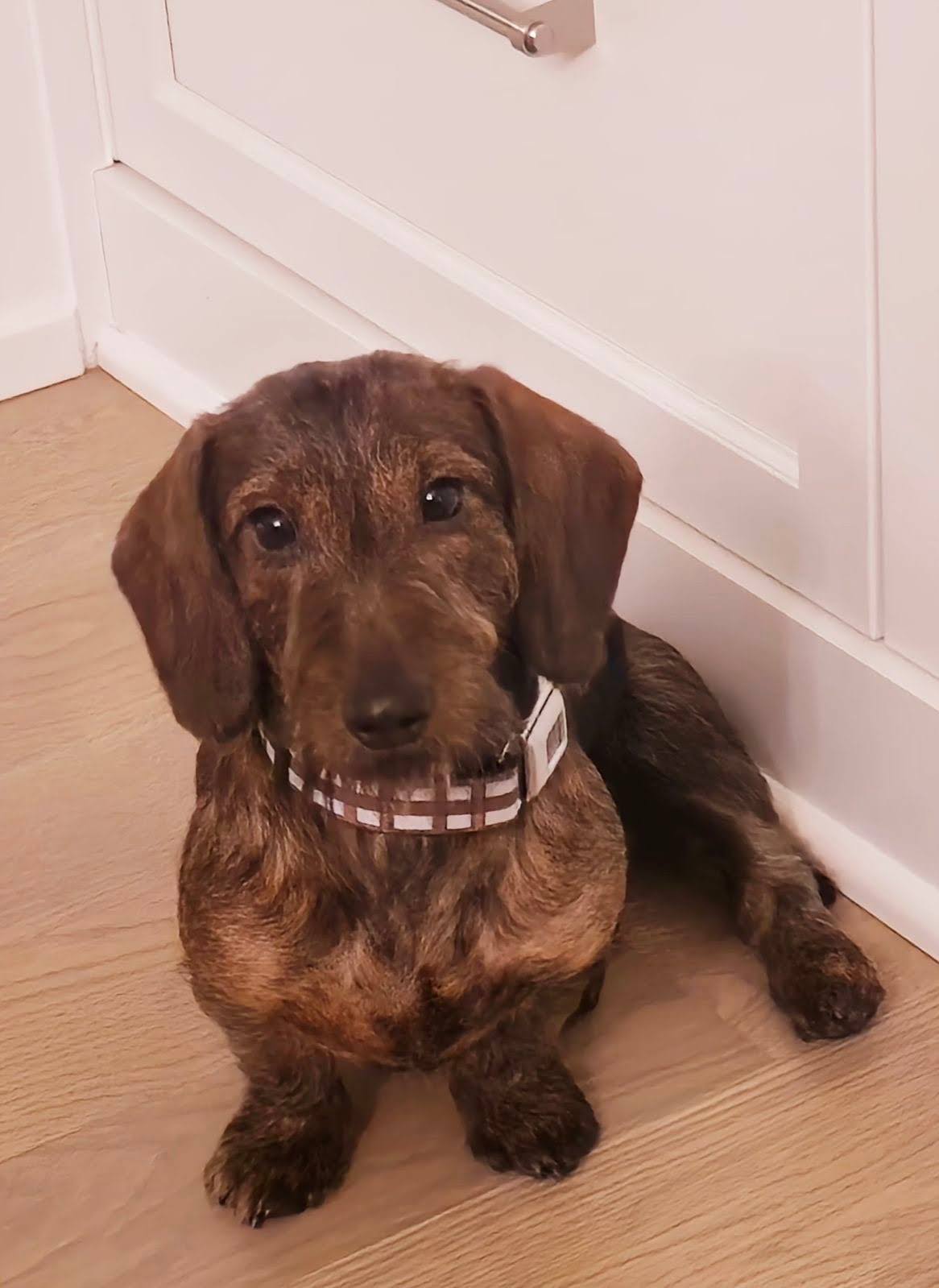Chewie